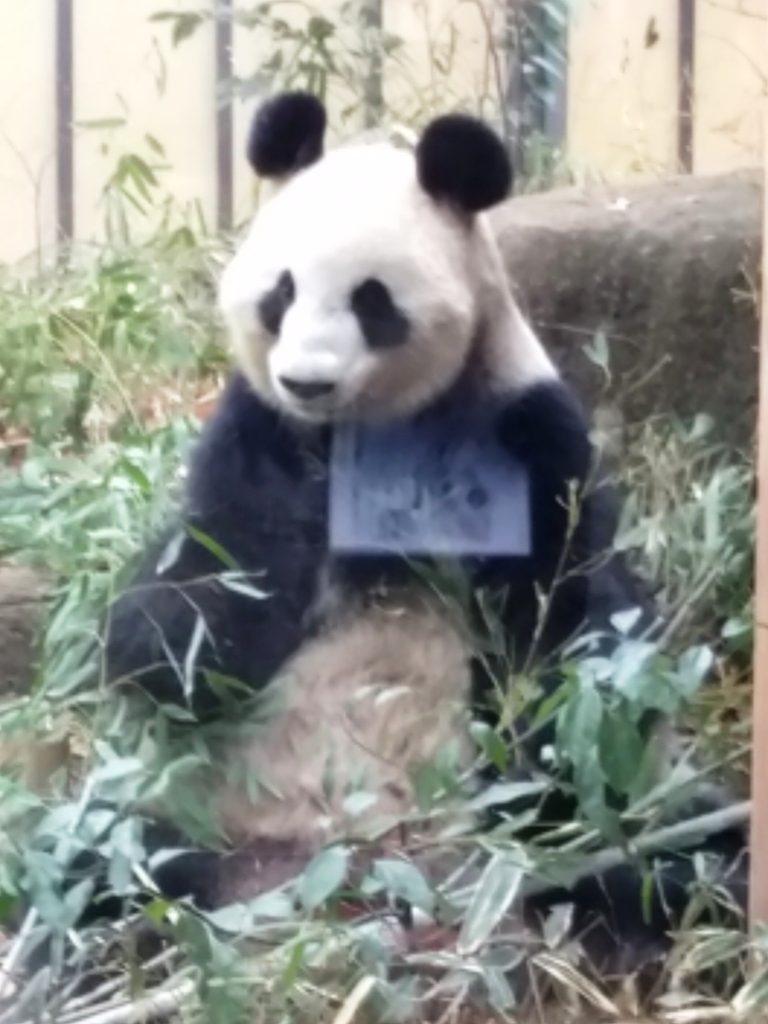 上野動物園といえばパンダ