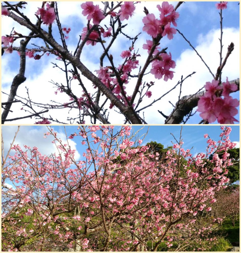 緋寒桜