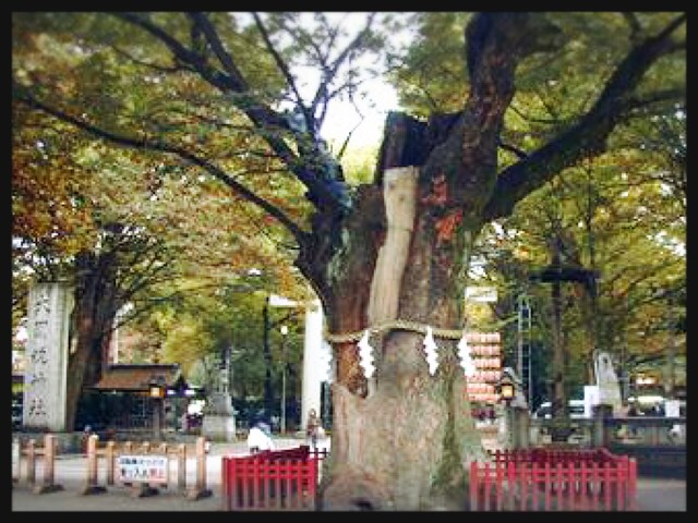 大國魂神社の御神木