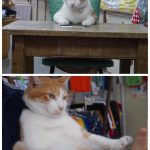 猫店長みーたん