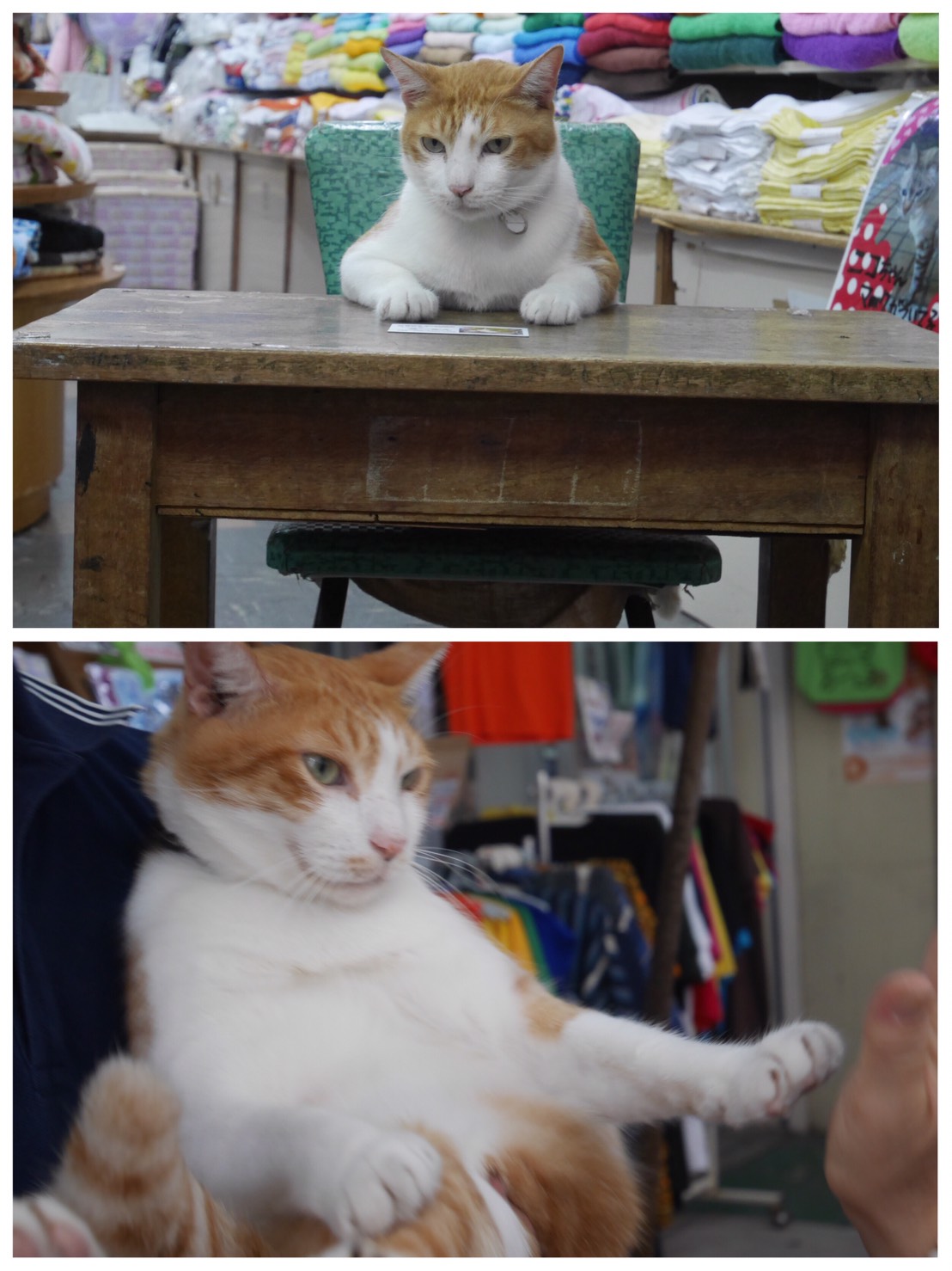 猫店長みーたん