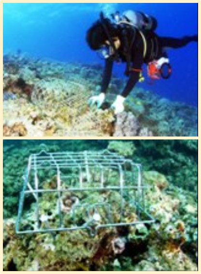 サンゴ礁再生プロジェクト