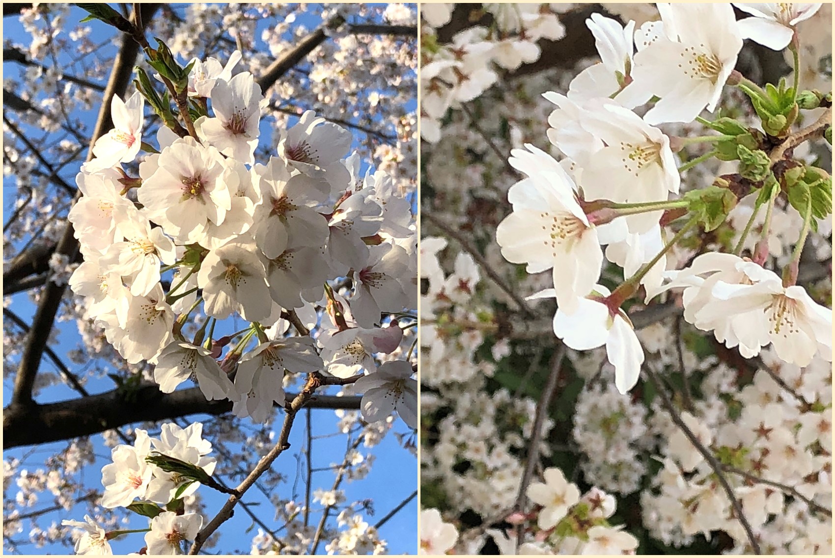 桜の開花