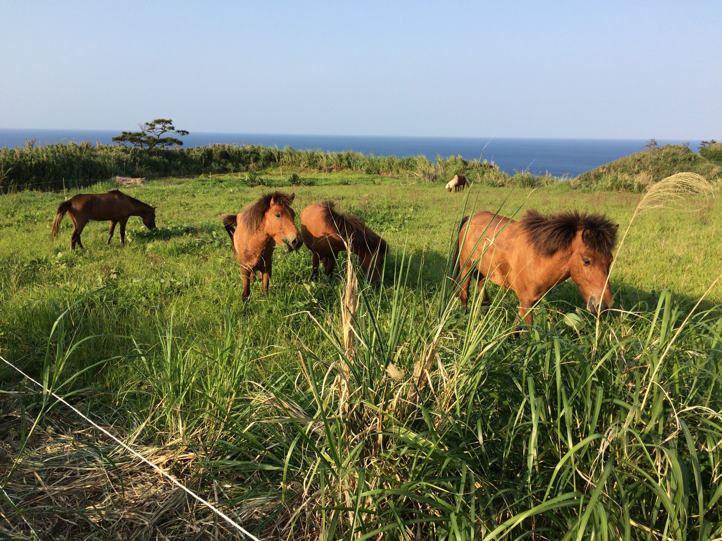 沖縄の馬