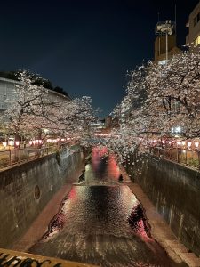 昇龍祭太鼓 創作エイサー 目黒川　夜桜