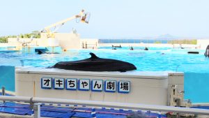 昇龍祭太鼓 創作エイサー 沖縄 美ら海水族館