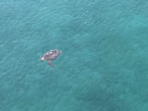 昇龍祭太鼓 創作エイサー 東京 沖縄 うちなーぐち 古宇利島