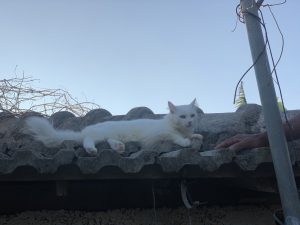 昇龍祭太鼓 創作エイサー 東京 沖縄 うちなーぐち 古宇利島