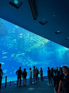 昇龍祭太鼓 沖縄 観光 エイサー 東京 美ら海水族館 ヤギ刺し