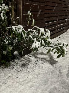 昇龍祭太鼓 創作エイサー 雪 旧正月 獅子 立春