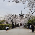 昇龍祭太鼓 創作エイサー 池上本門寺 五重塔 春まつり 出演 イベント 重要文化財