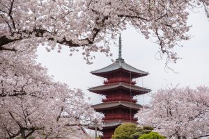 昇龍祭太鼓 創作エイサー 東京 池上本門寺 花まつり 春詣 春まつり お釈迦様 五重塔.jpeg