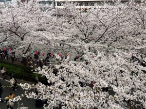 昇龍祭太鼓 創作エイサー 沖縄 東京 目黒川 桜 DOKODOKO 沖縄そば 3